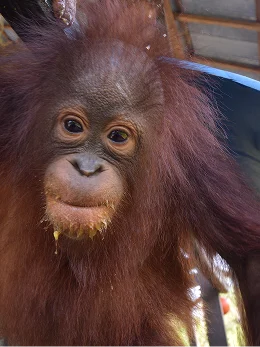 Learn about orangutans and their rainforest habitat