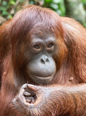 Orangutan in care