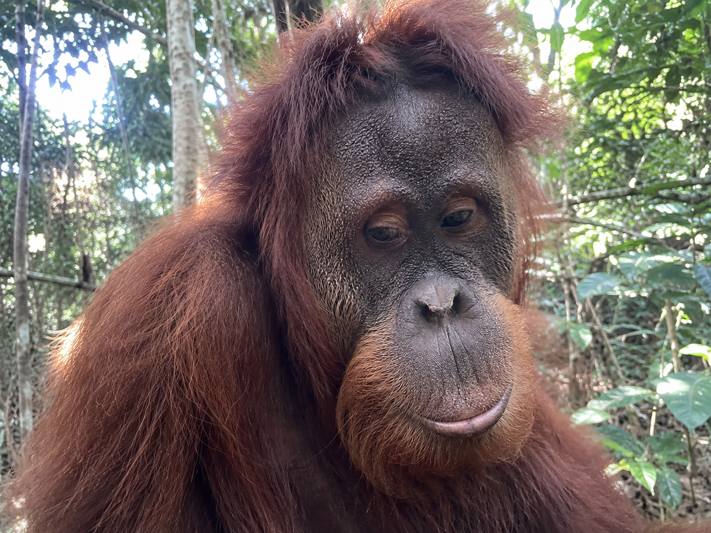 Adult Sumatran orangutan in the rainforest