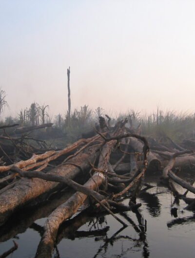 Learn about threats facing orangutans and their habitat