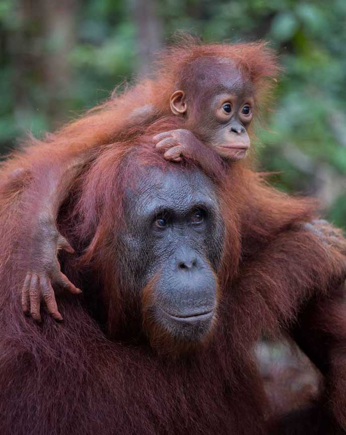 Mother orangutan with her infant