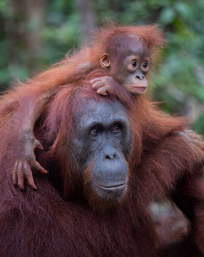 Bornean orangutan mother with infant