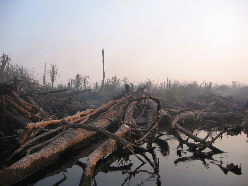 Learn about threats facing orangutans and their habitat