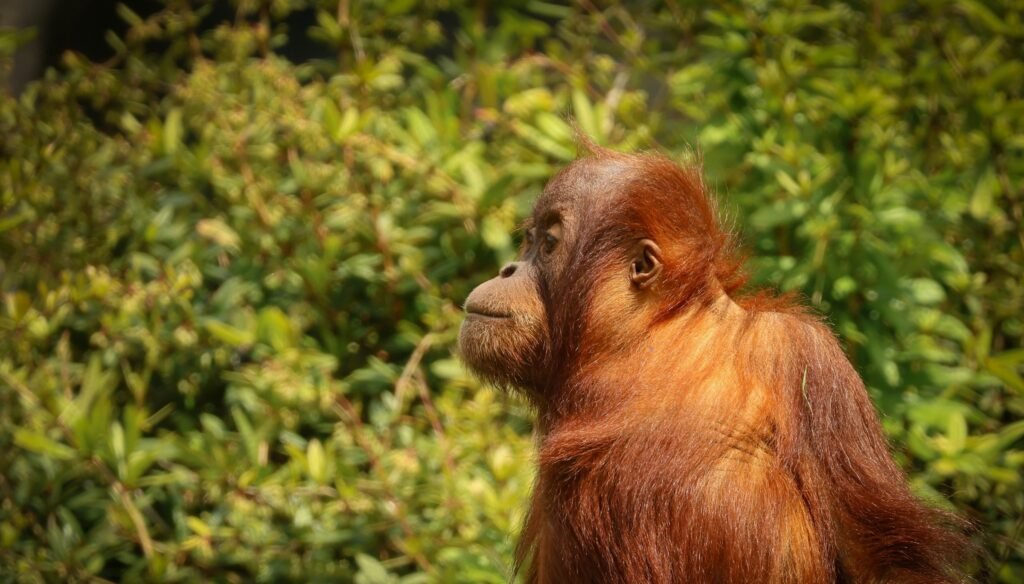 Orangutan in forest vegetation