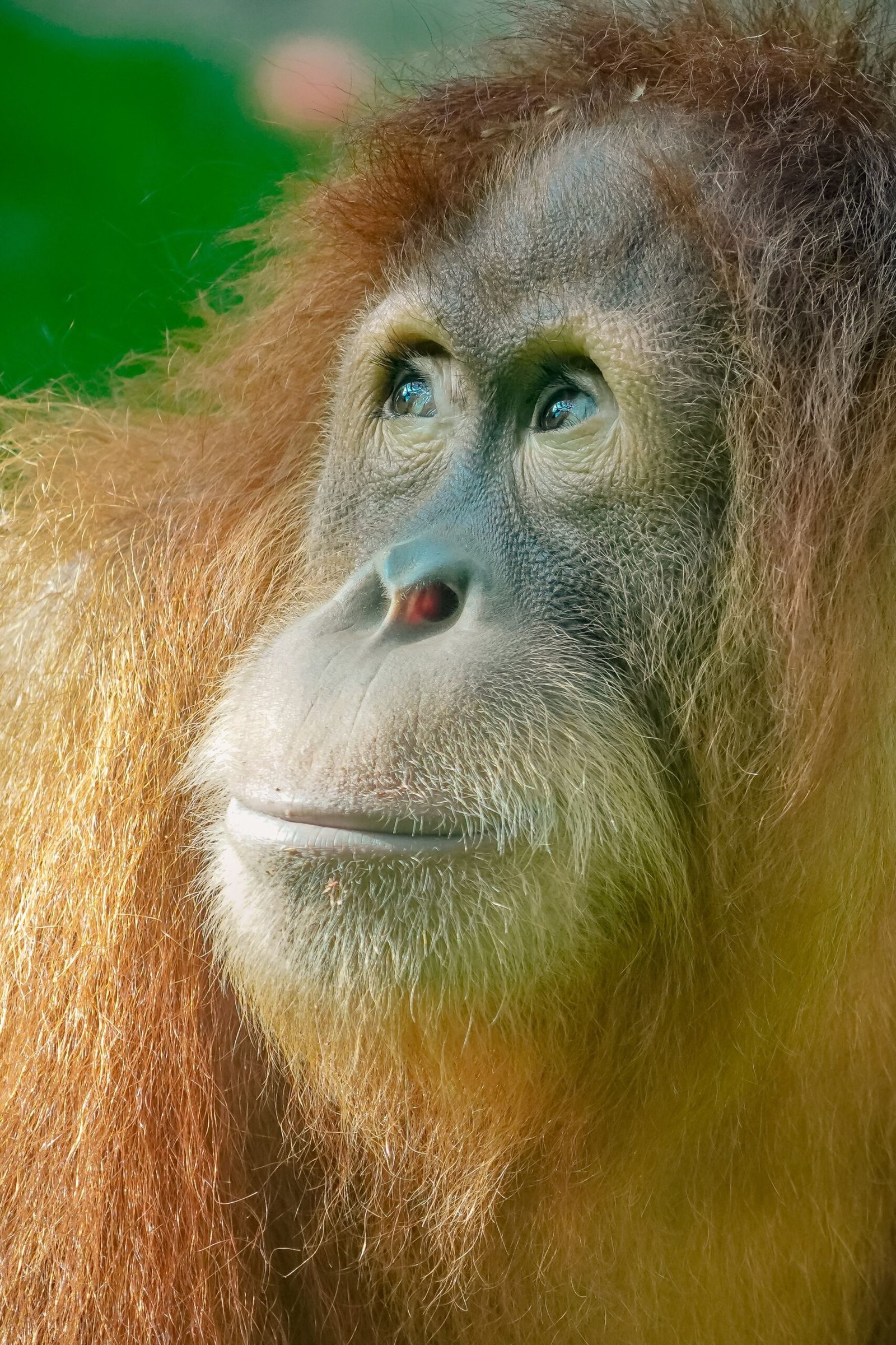 Adult Sumatran orangutan in the trees