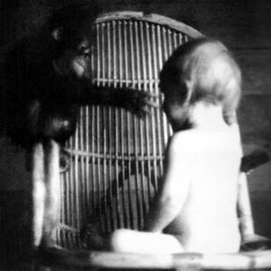 A baby Binti with Princess the orangutan. Photo: ©Rod Brindamour
