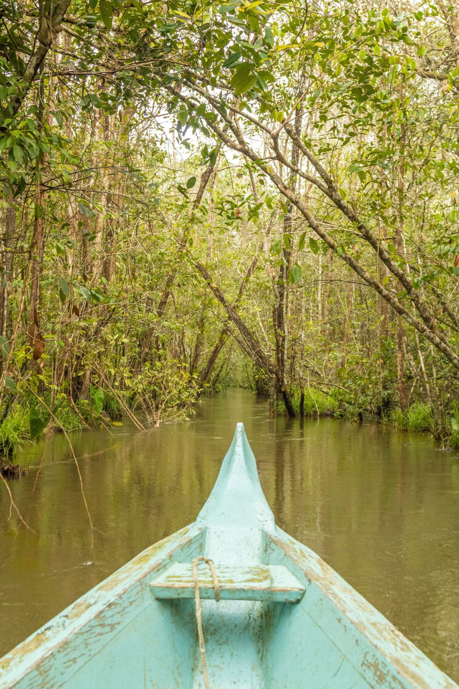 Tropical forest habitat