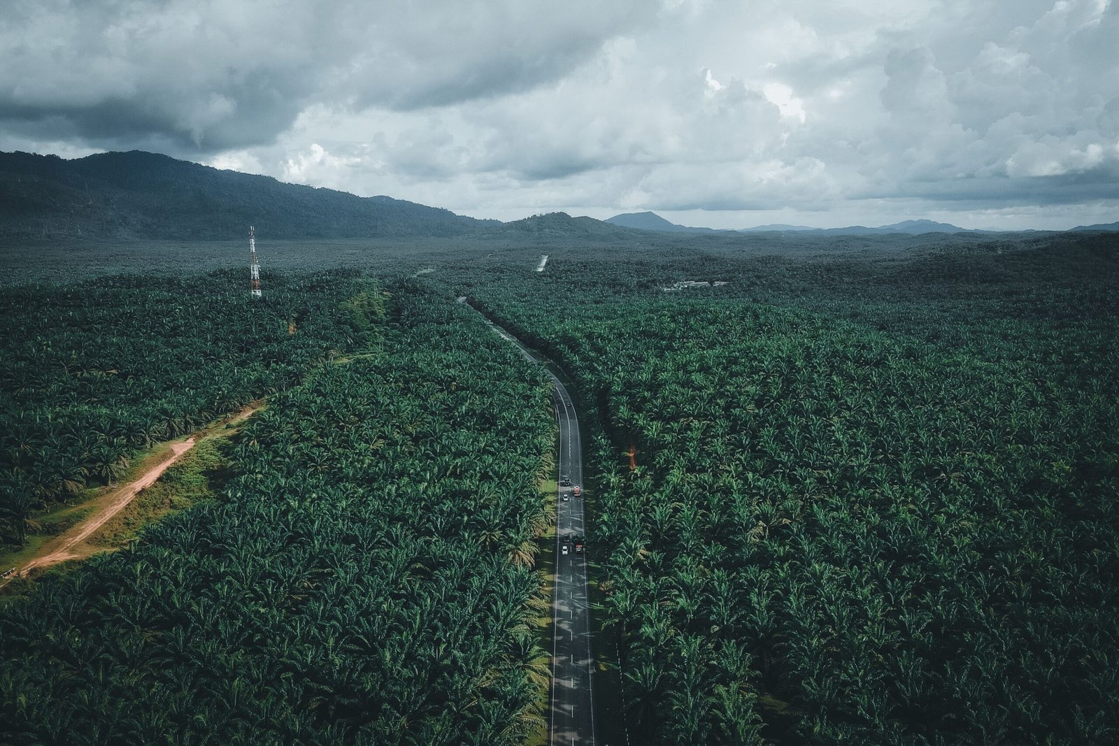 Consumer products connected to palm oil production