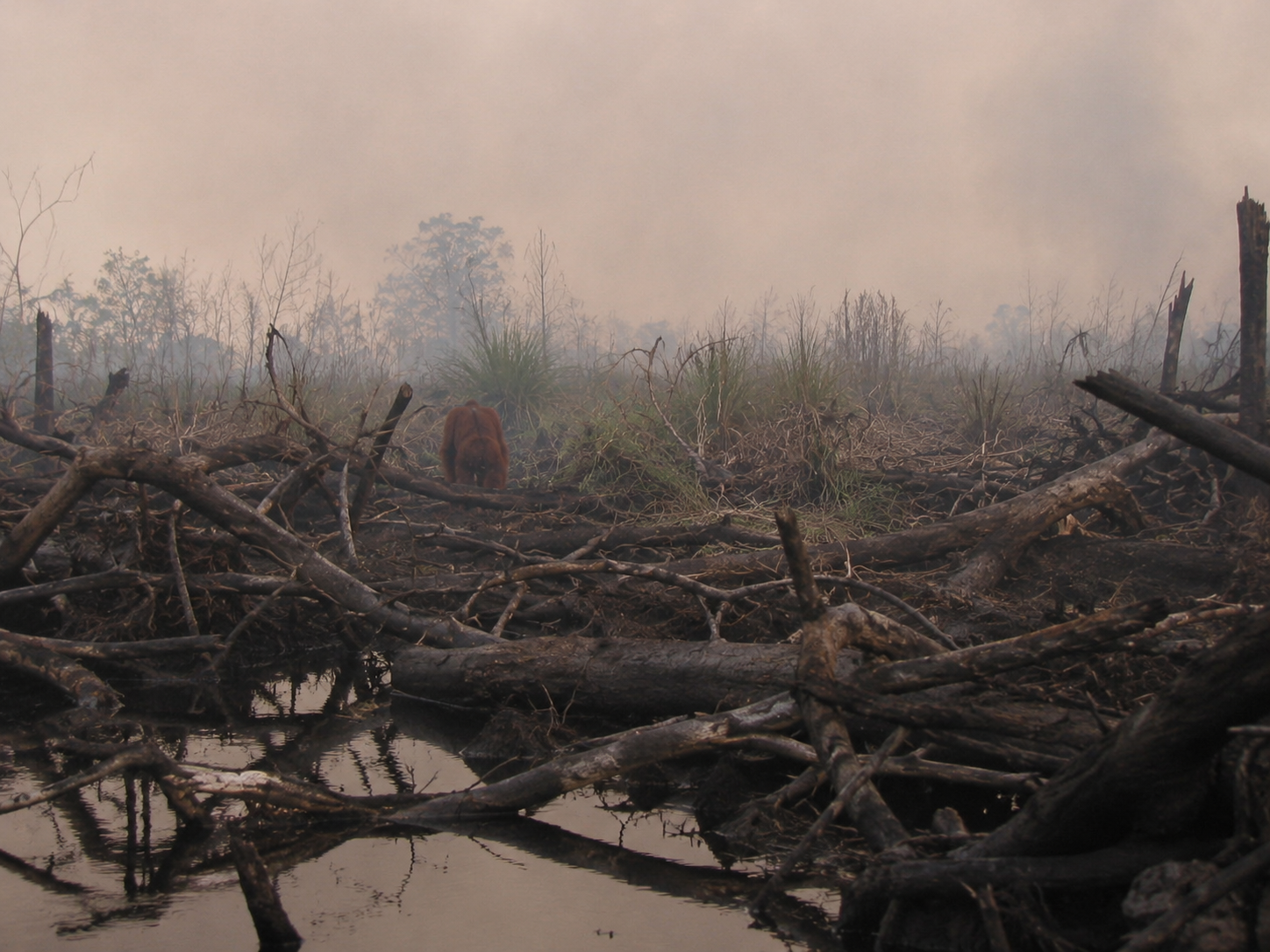 Orangutan in burned and cleared forest habitat