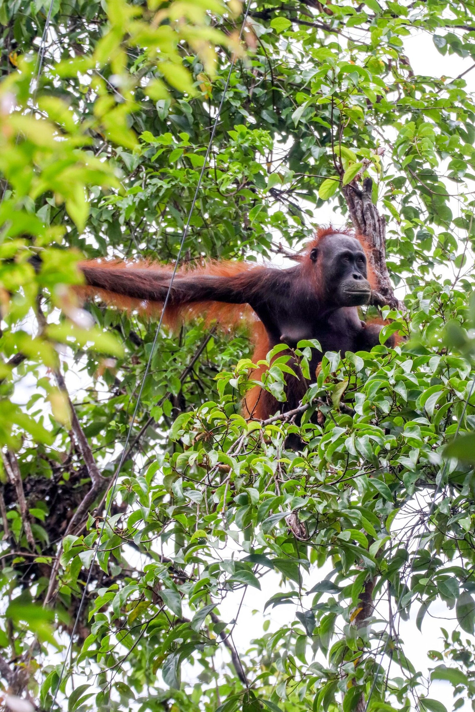 Orangutan seen in the forest