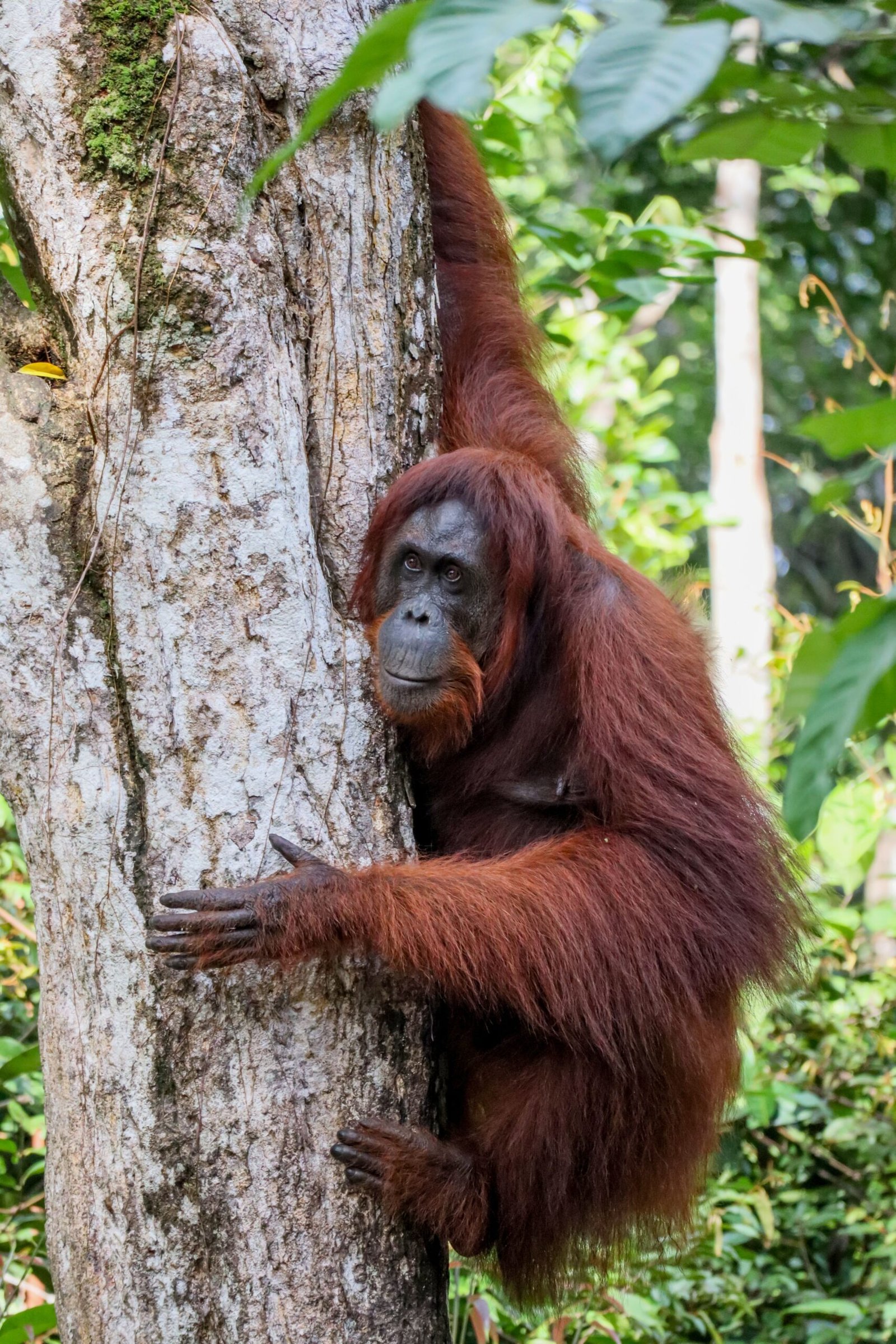An orangutan beside a forest trail