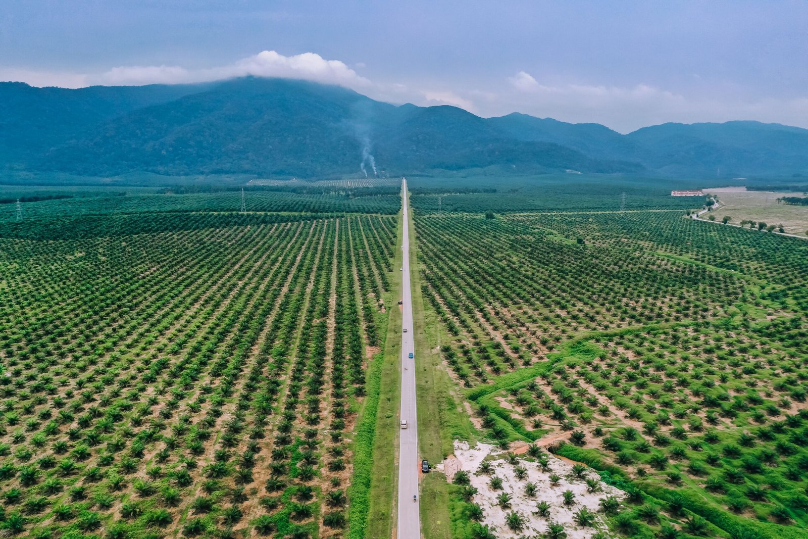 Palm oil plantation in Malaysia