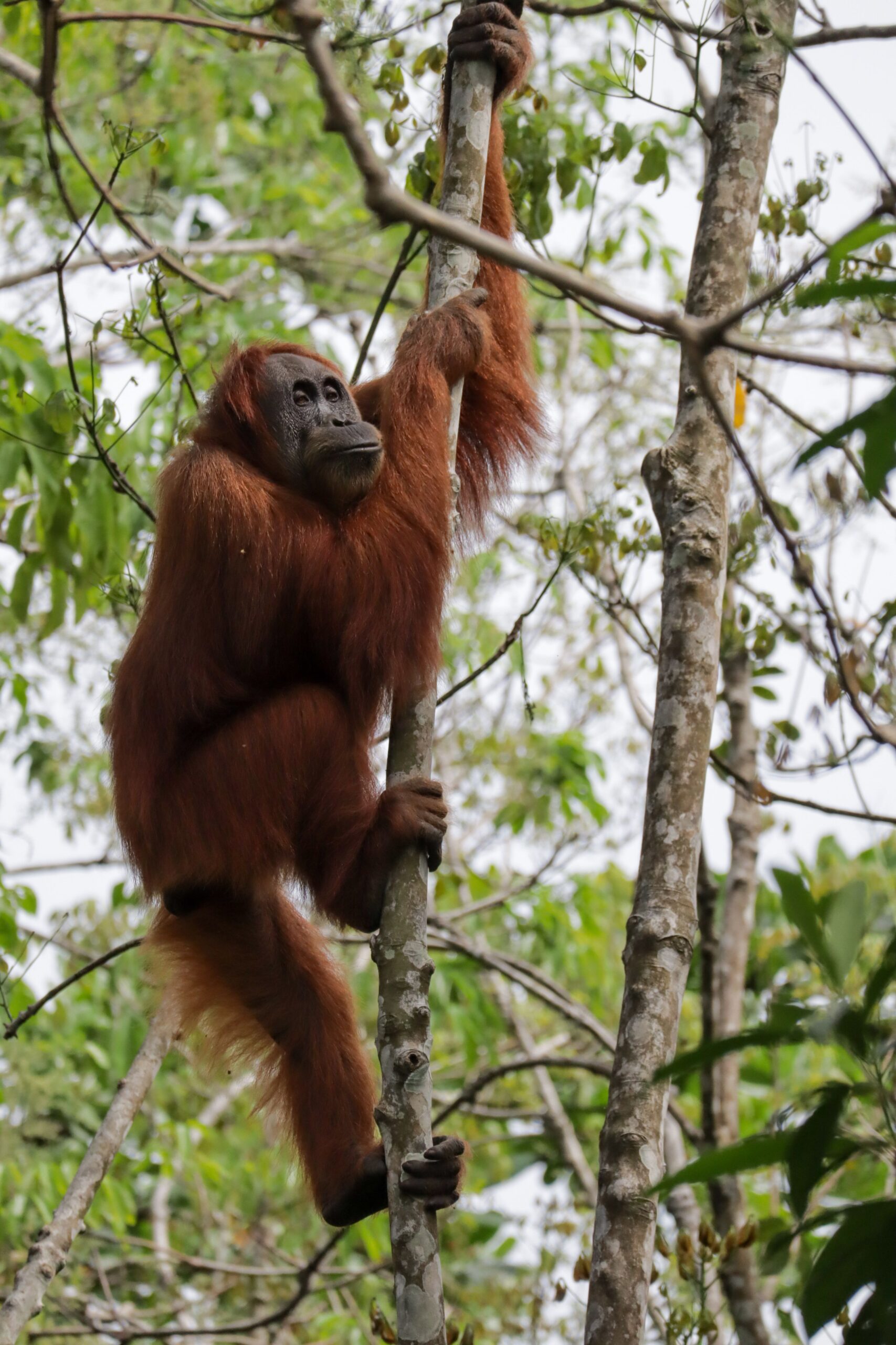 Adult Sumatran orangutan in the rainforest
