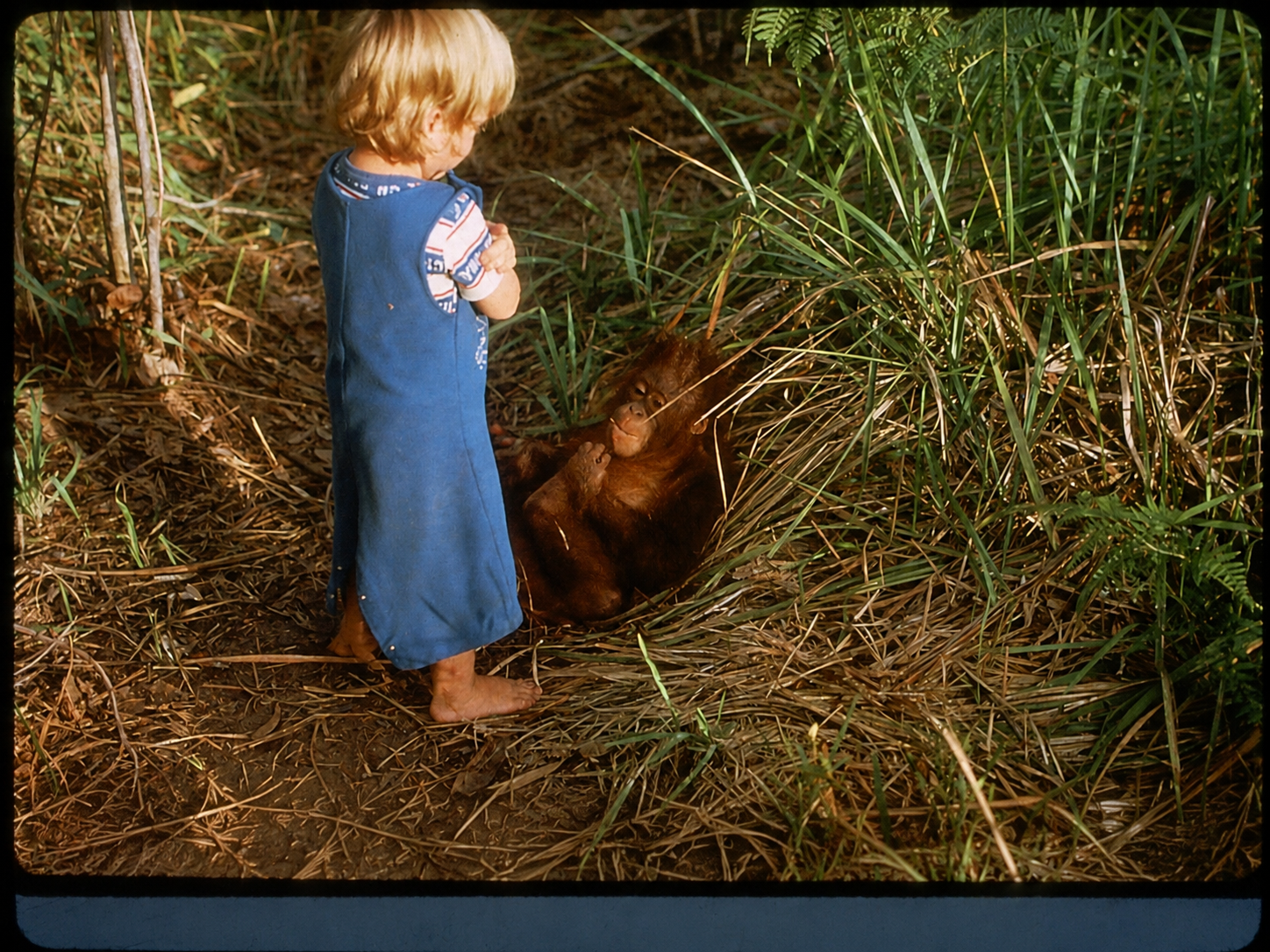 princess orangutan camp leakey