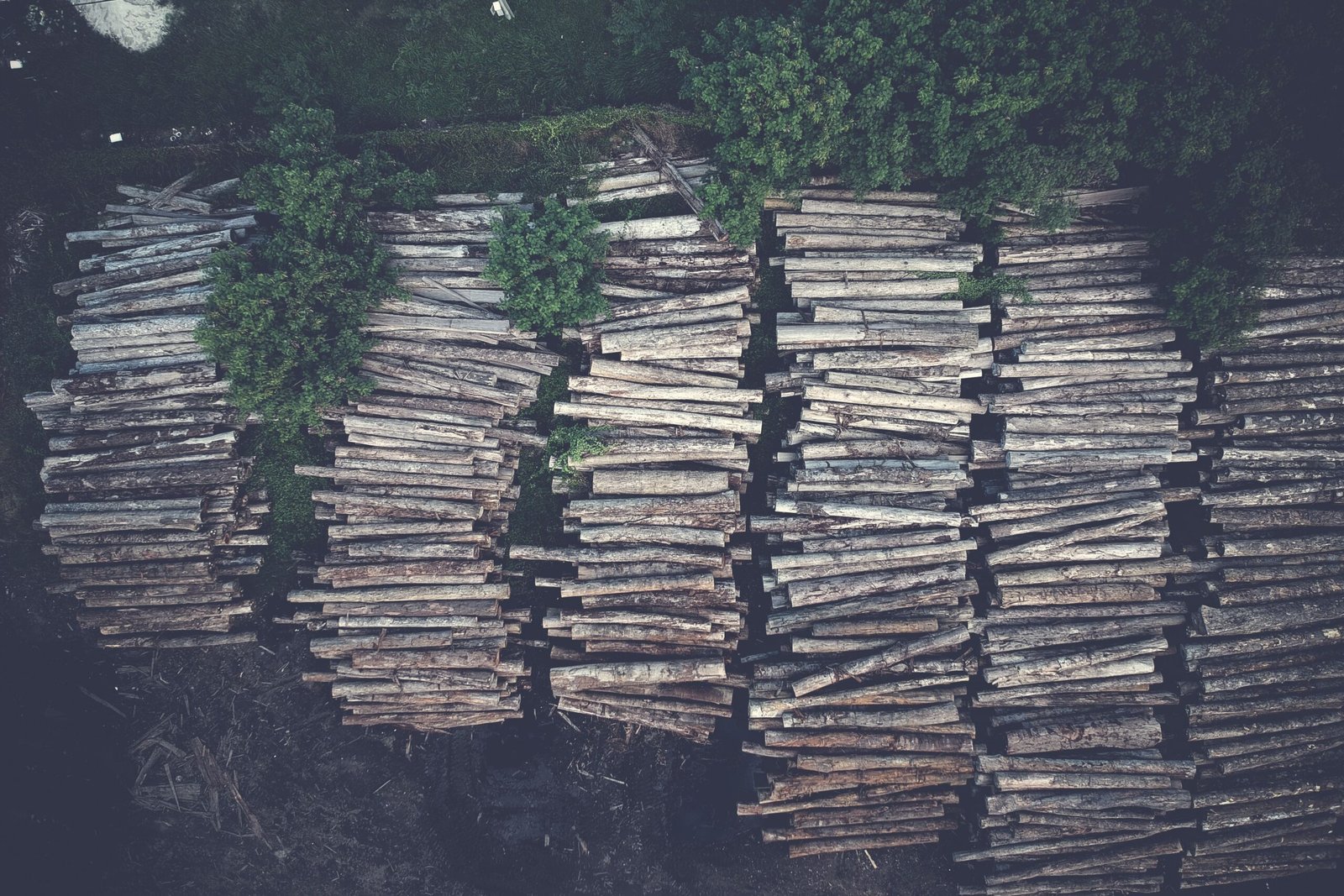Cleared and fragmented rainforest habitat