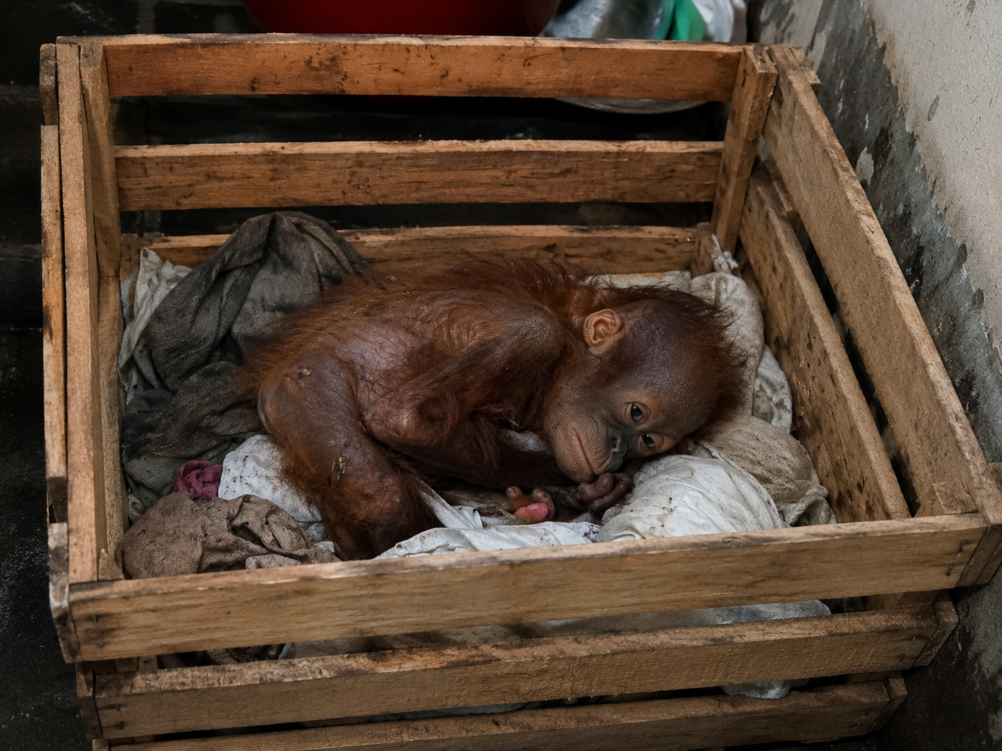 Young orangutan vulnerable after displacement and separation