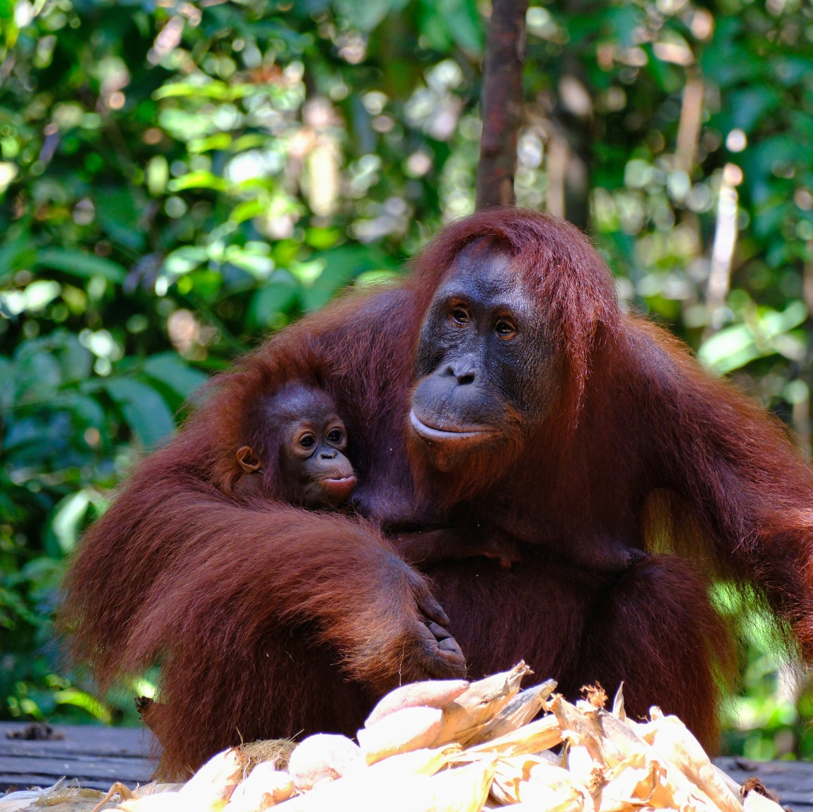 Young orangutan with its mother