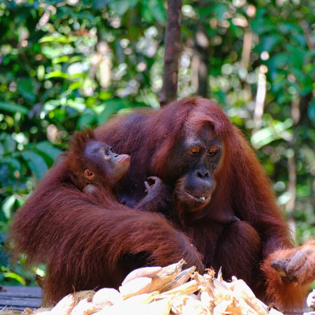 photo of orangutan at feeding station