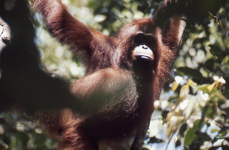 Akmad in the trees
