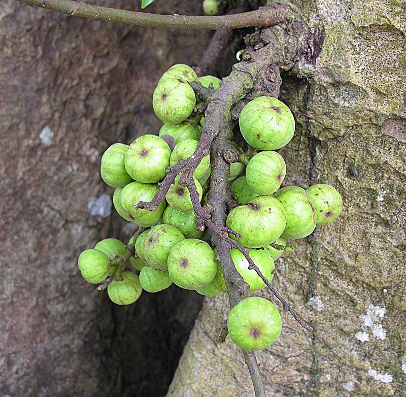 Ficus racemosa fruit growing on a tree in Sabah, Borneo