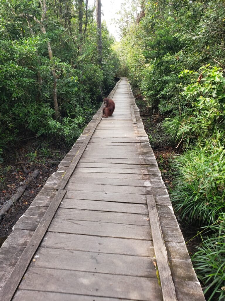 Forest boardwalk at Camp Leakey