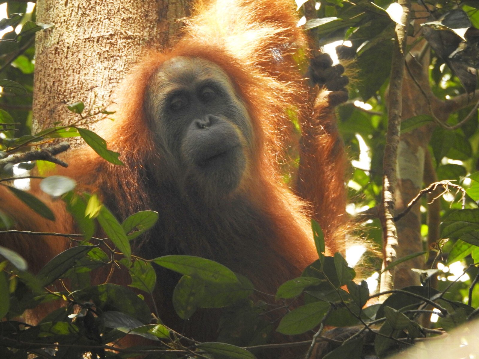 Adult female Tapanuli orangutan feeding in Batang Toru