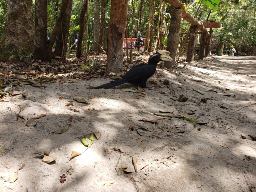 A hornbill near a visitor path in Tanjung Puting