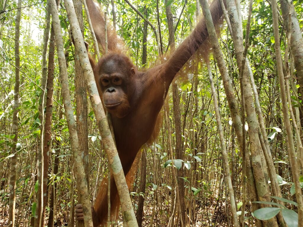 Wildlife in Tanjung Puting National Park