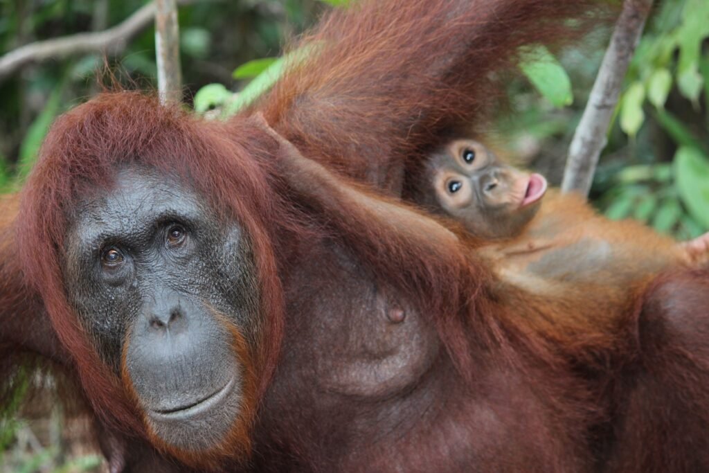 Mother orangutan resting with her infant peeking over her shoulder