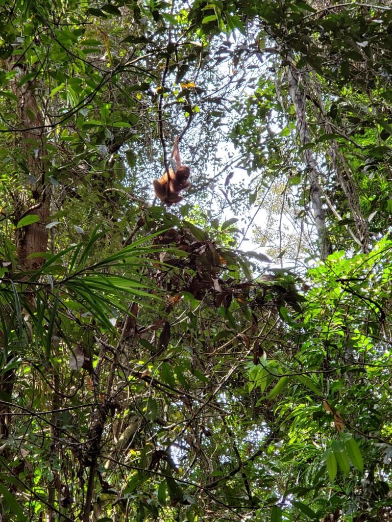 An orangutan high in the canopy in Tanjung Puting