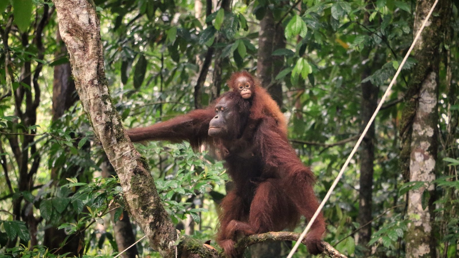 Bornean orangutan in Betung Kerihun National Park