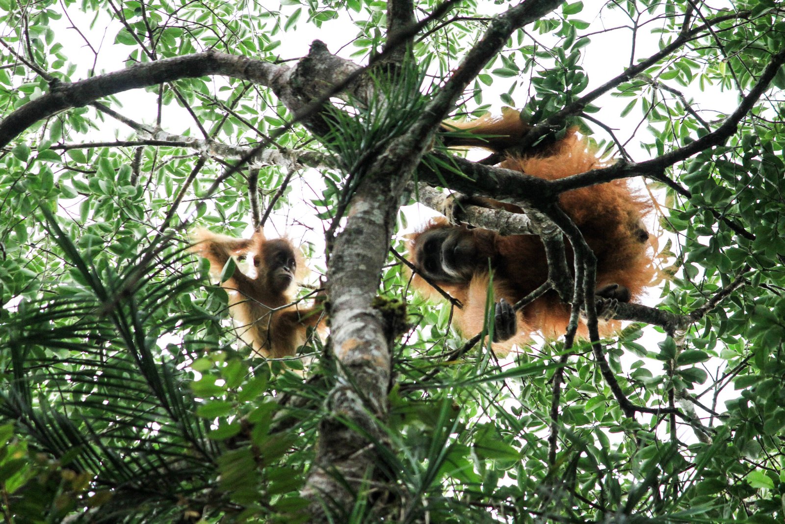 Wild Tapanuli orangutan feeding in a tree in Batang Toru Forest