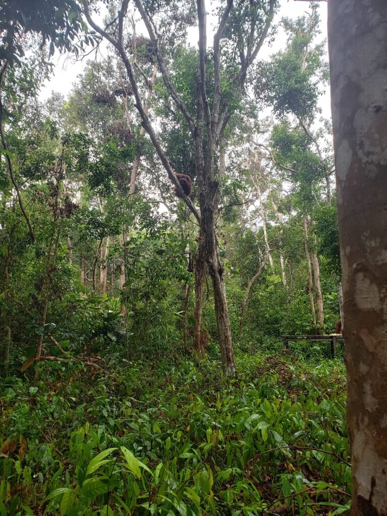 An orangutan in a tree near a feeding station in Tanjung Puting