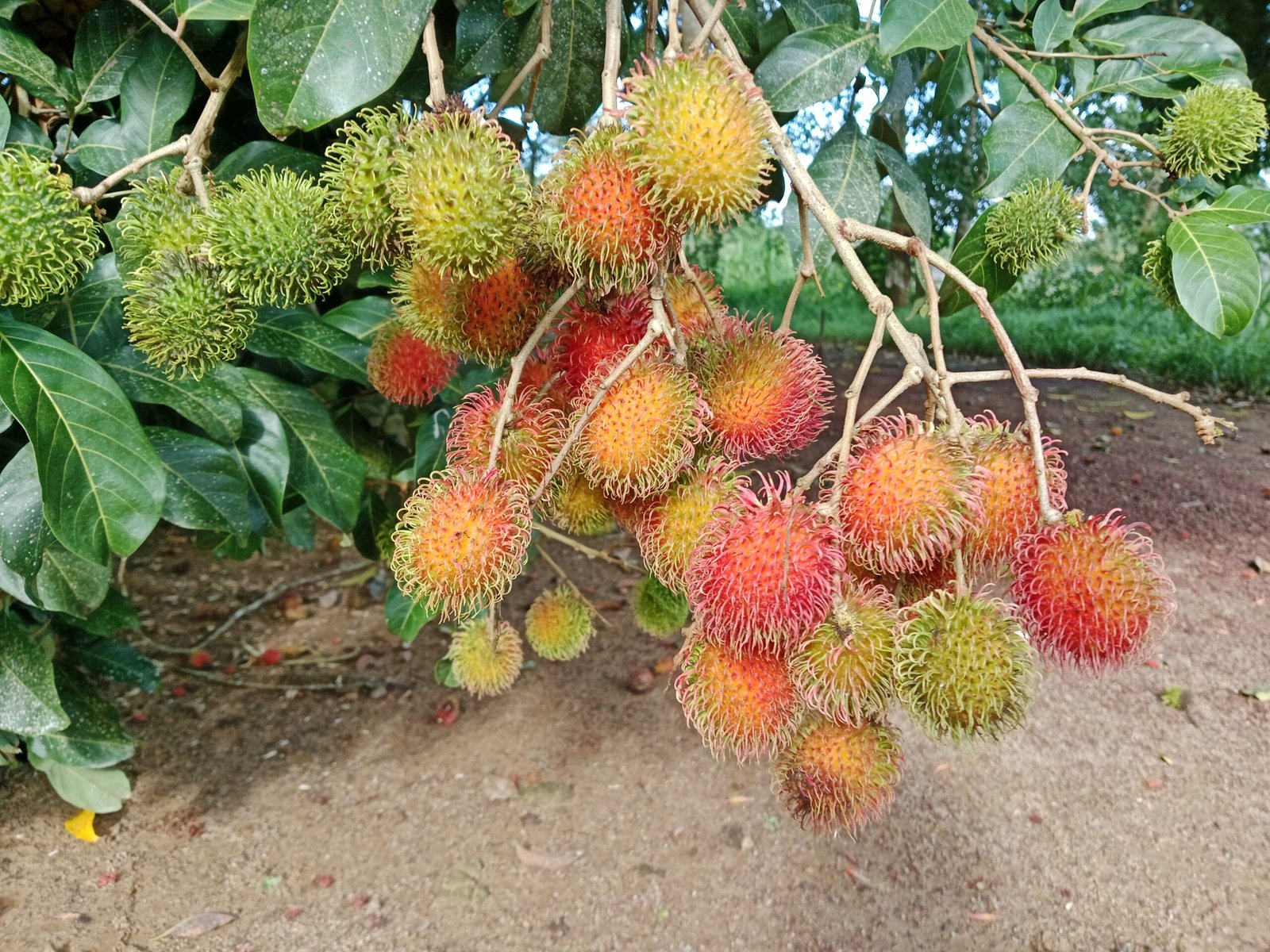 Rambutan fruit growing on a tree