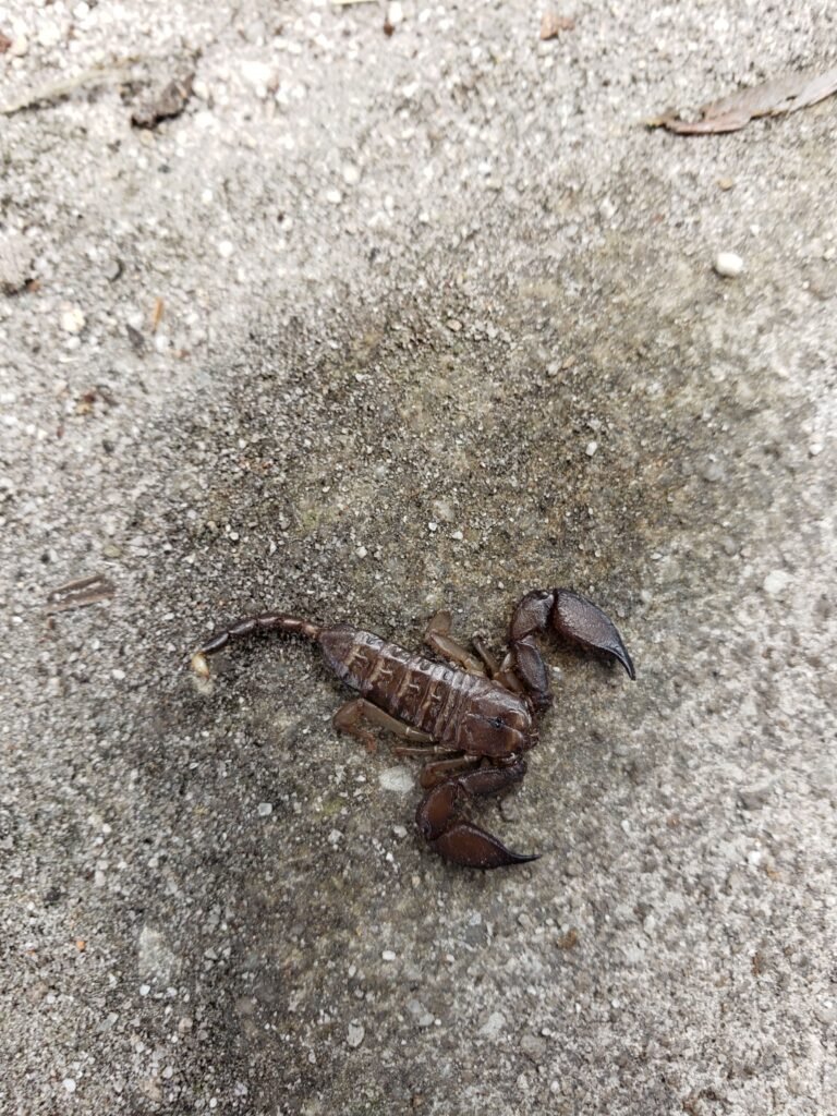 A scorpion in Tanjung Puting National Park