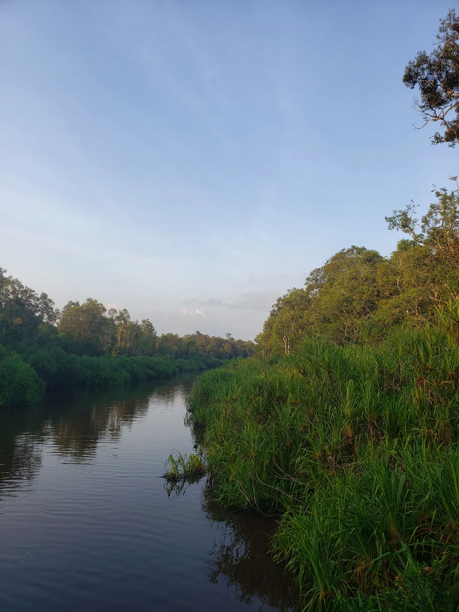 Sekonyer River in Tanjung Puting National Park