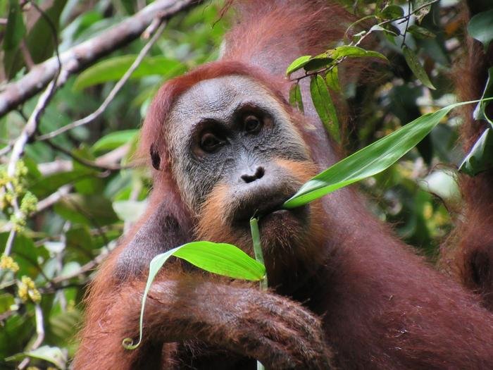 Unflanged male Sumatran orangutan feeding on leaves