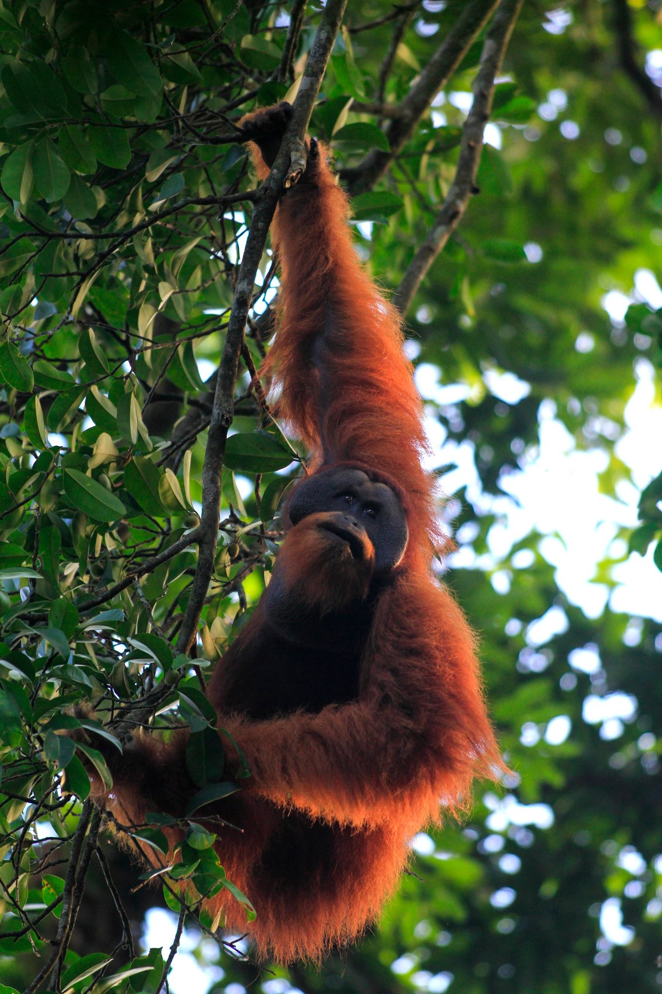 Sumatran orangutan in Leuser National Park, Aceh