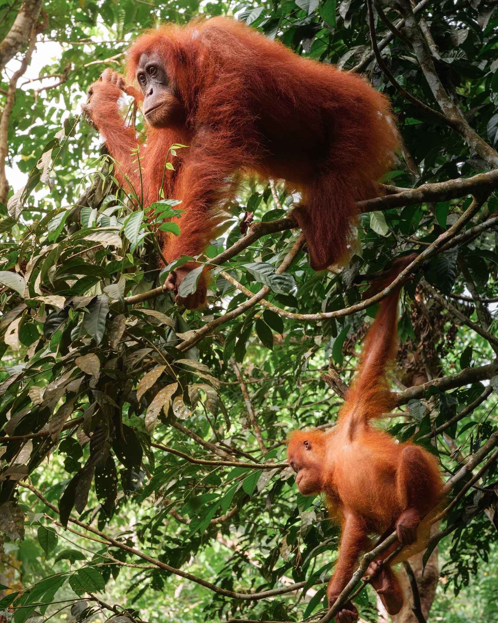 Female Sumatran orangutan with young