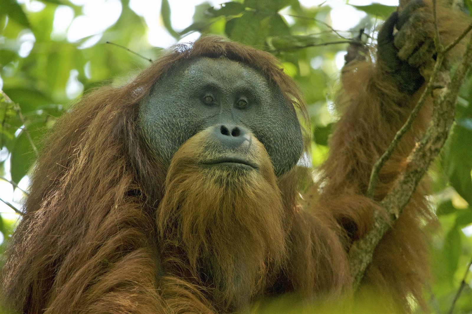 Adult Tapanuli orangutan in the rainforest