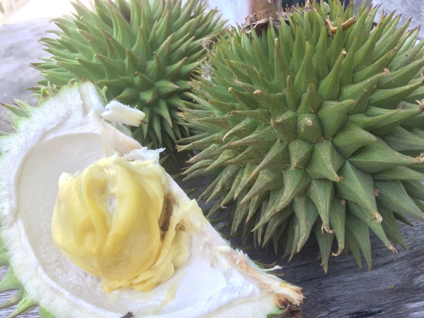 Wild durian Durio graveolens opened to show its pale yellow flesh