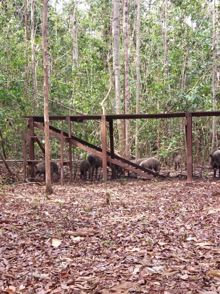 Wild pigs in Tanjung Puting