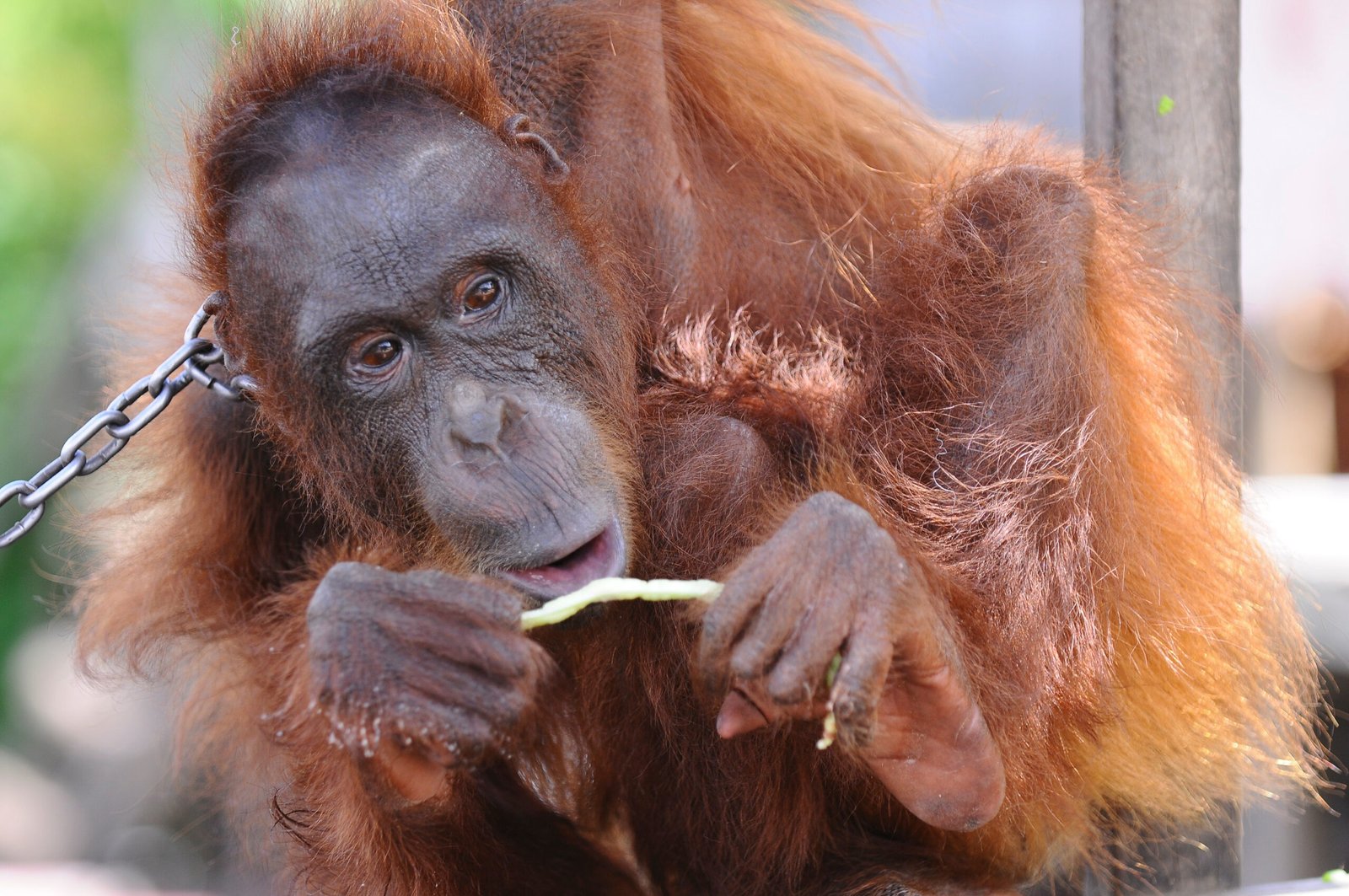 Orangutan kept chained in a backyard after six years in captivity in Selimbau, West Kalimantan