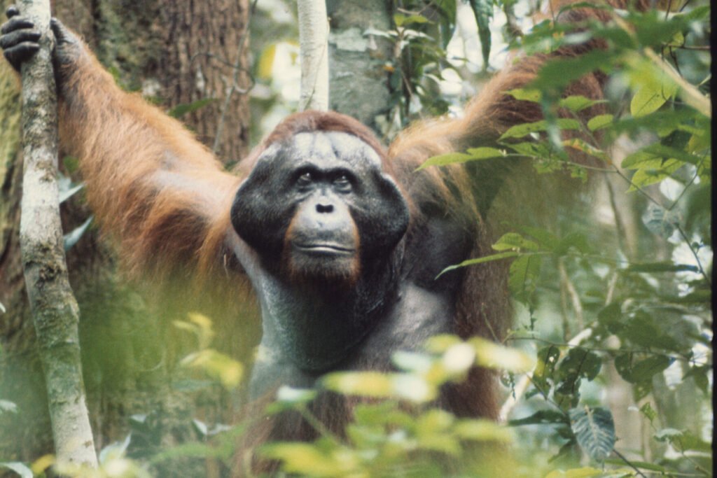 Left in the Dark Jungle