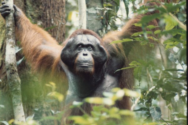adult male orangutan cheekpadder scaled e1791919335209