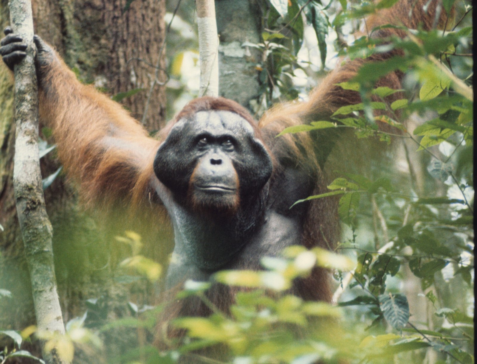 adult male orangutan cheekpadder scaled e1791919335209