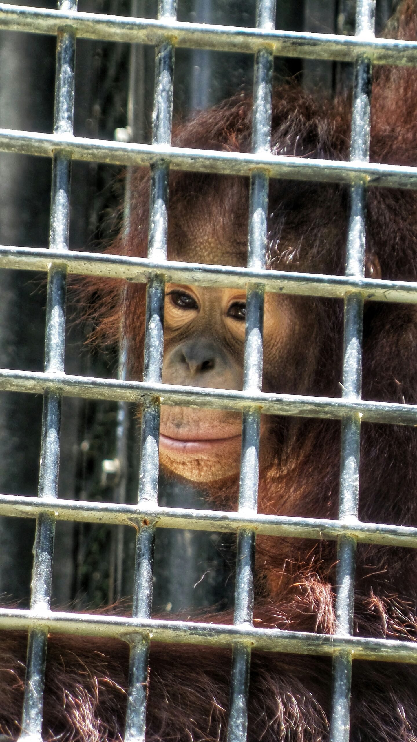 Orangutan in a cage