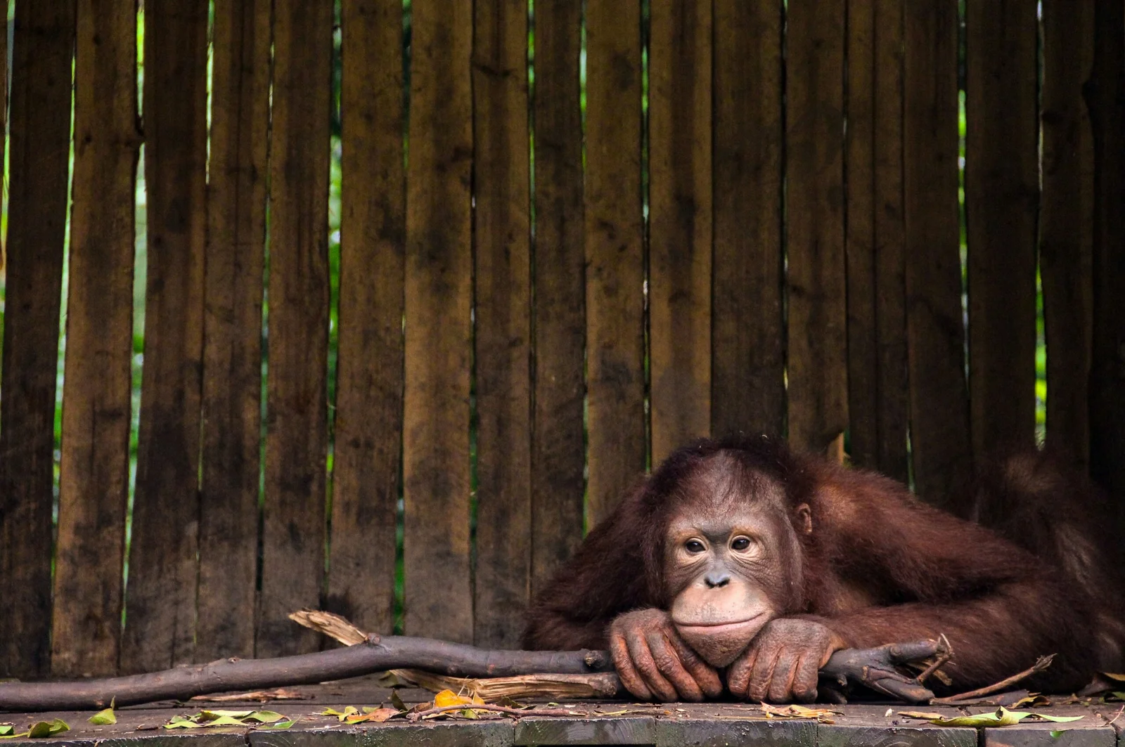Orangutan in a pondok shelter